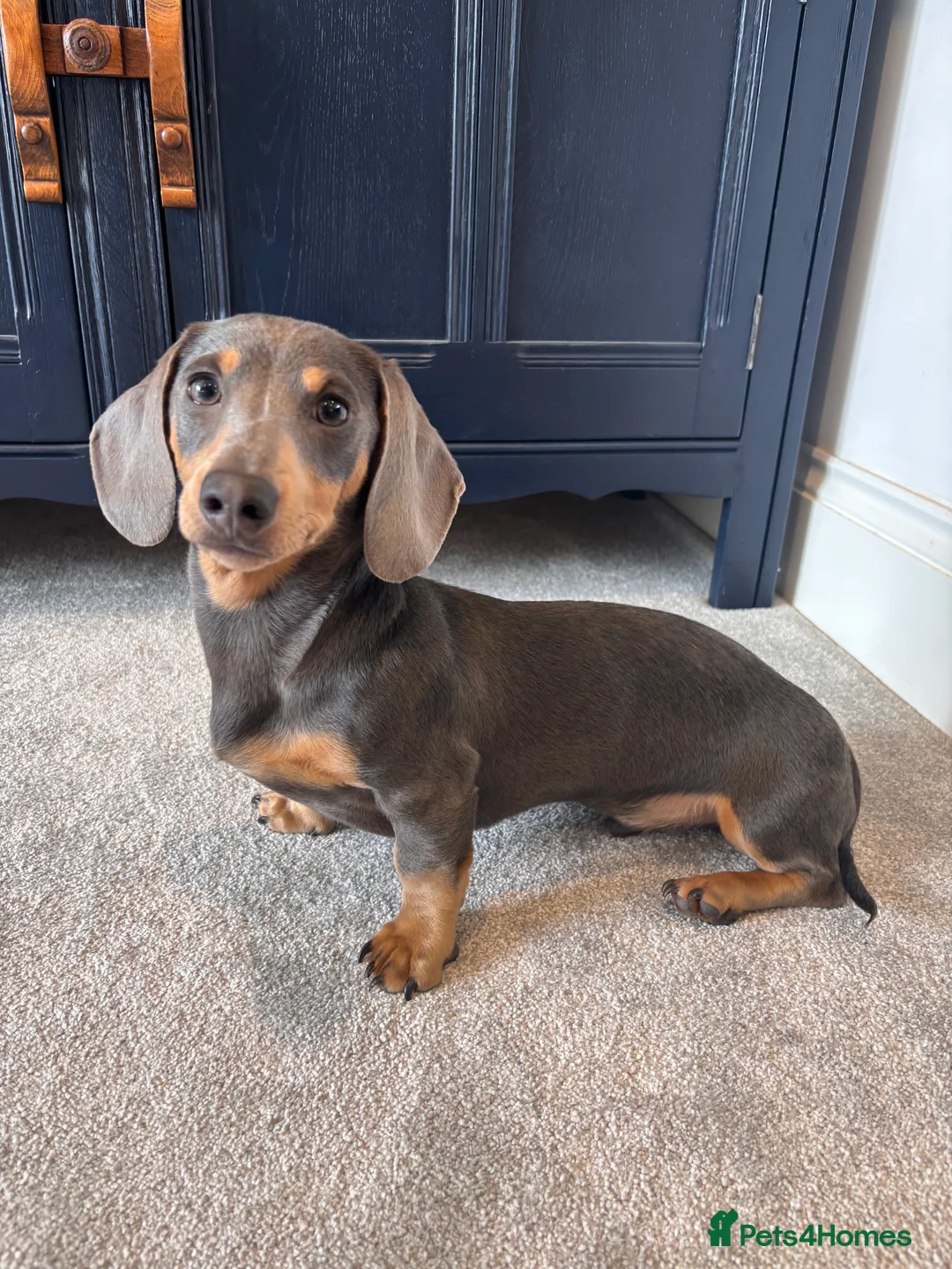 Miniature Dachshund dogs for stud: ✨Miniature dachshund available for stud ✨ - Advert 2