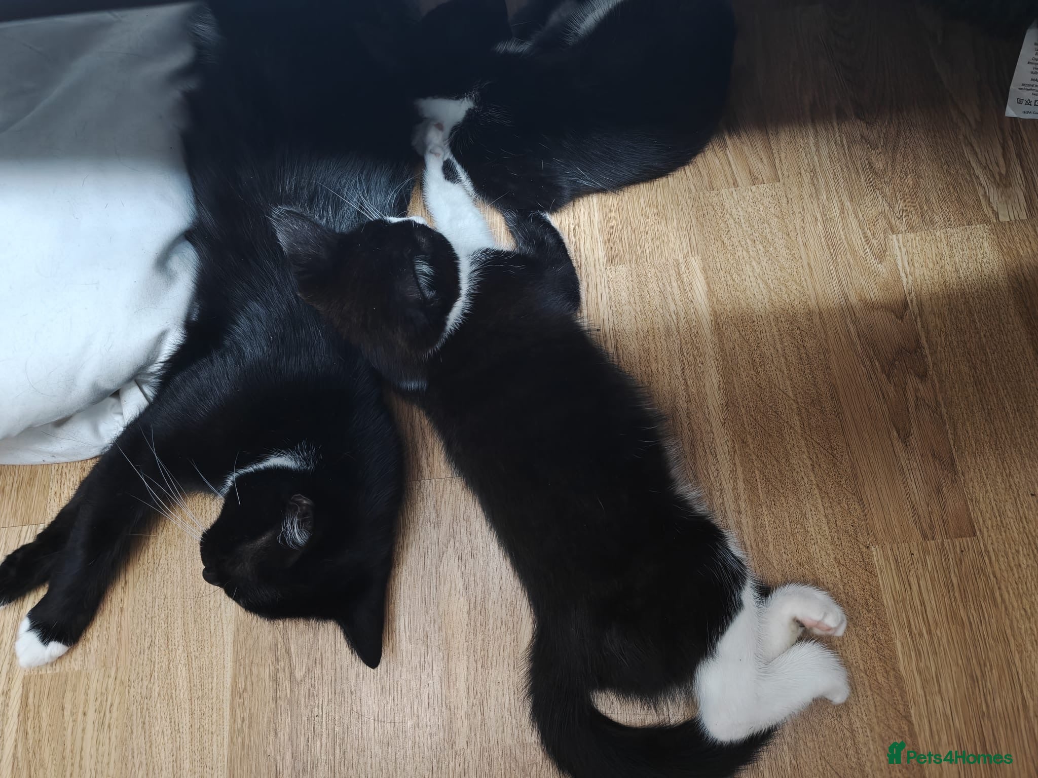 Domestic Shorthair cats Thunder and lightning  - Advert 1