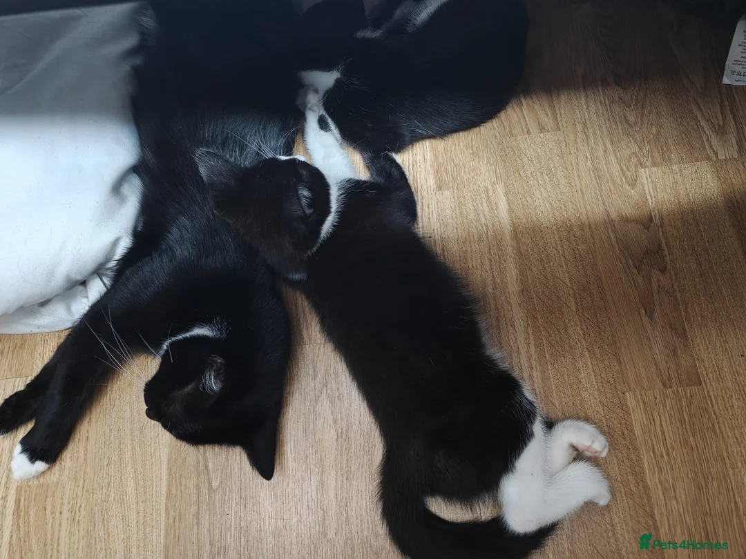 Domestic Shorthair cats for sale: Thunder and lightning  - Advert 1