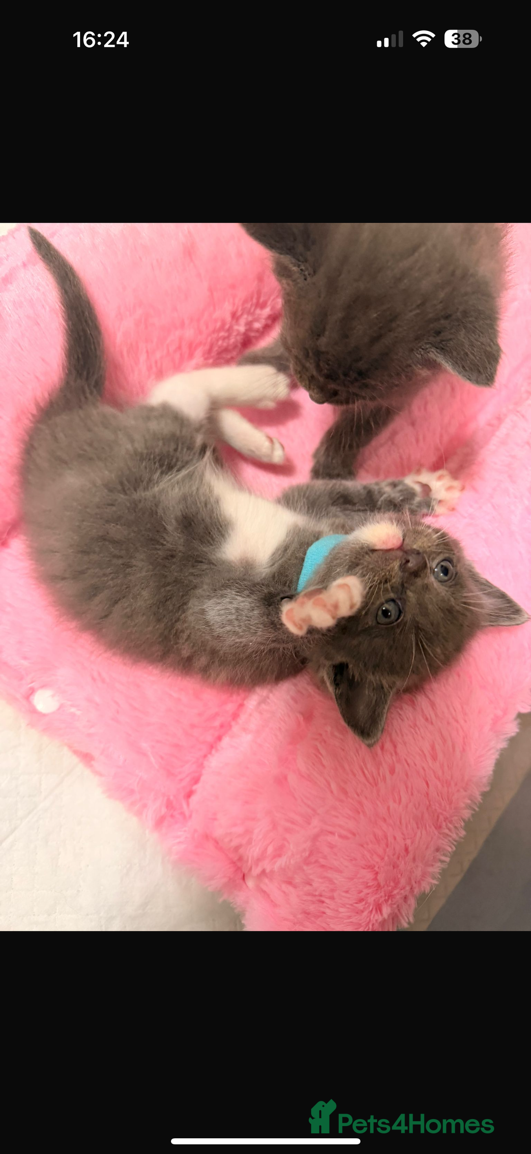 Ragdoll cats for sale: Ragdoll mix kitten - 5 Boys - Advert 23