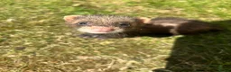 Ferret rodents for sale: baby boy Ferrets - Advert 3