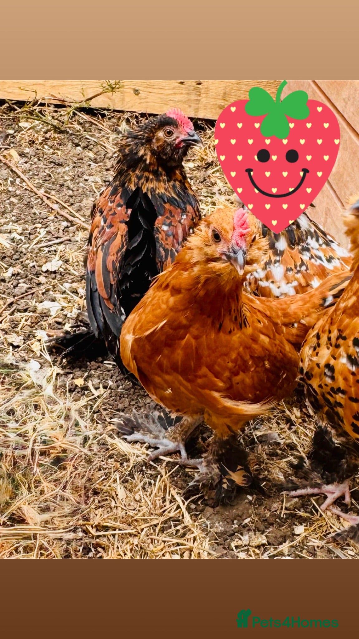 Chickens poultry Barbu duccle roosters  - Advert 2