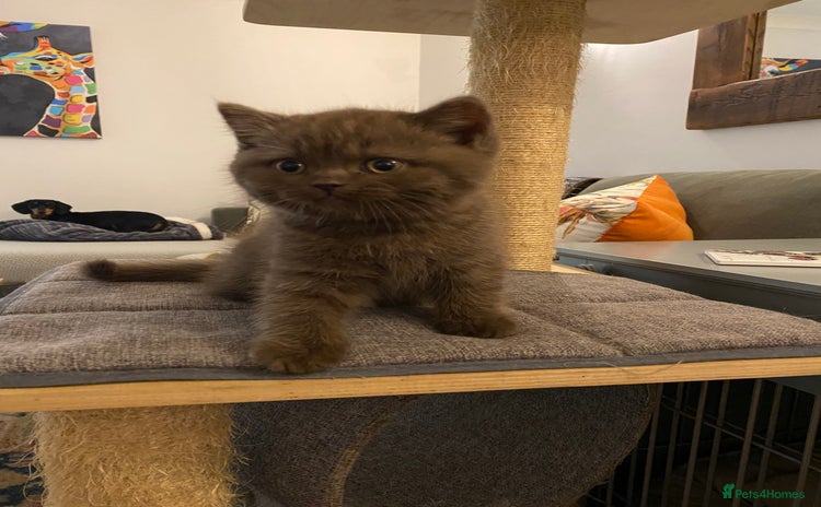 British Shorthair cats - Advert 10