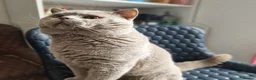 British Shorthair cats for stud: 🐾 Exceptional Lilac BSH Stud 🐾 - Advert 5