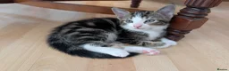 Mixed Breed cats for sale: Kittens  - Advert 3