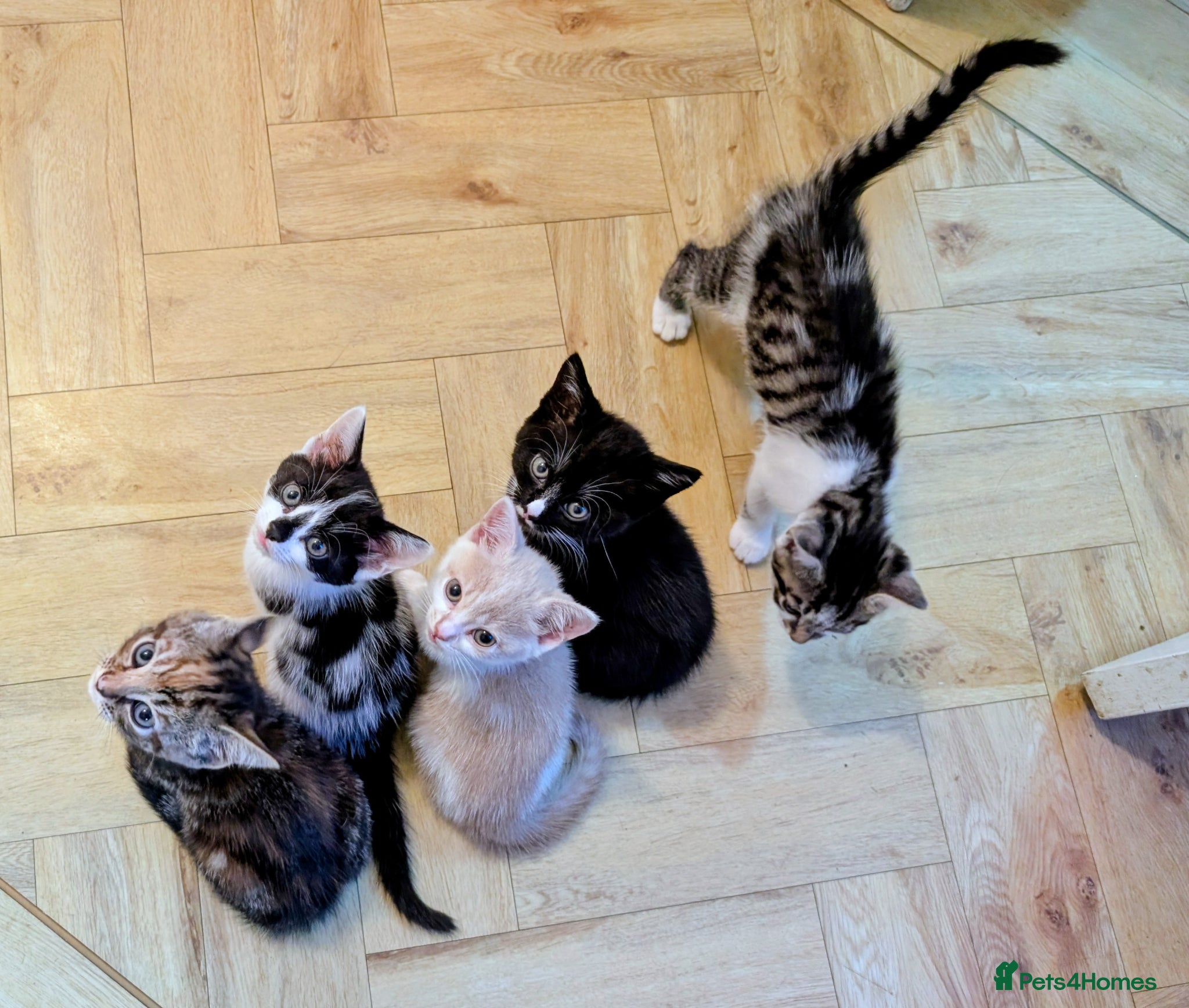 Mixed Breed cats Rainbow litter of beautiful kittens - part BSH - Advert 1