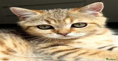 Scottish Fold cats - Advert 2
