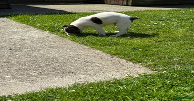 Lurcher dogs - Advert 2