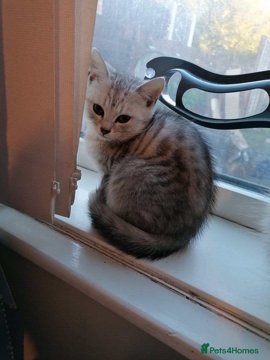 Mixed Breed cats for sale: Ragdoll x persian - Advert 3