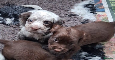 Cocker Spaniel dogs - Advert 3