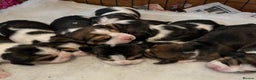 Beagle dogs for sale: Champion Bred Puppies (KC Reg) in Matlock - Advert 8