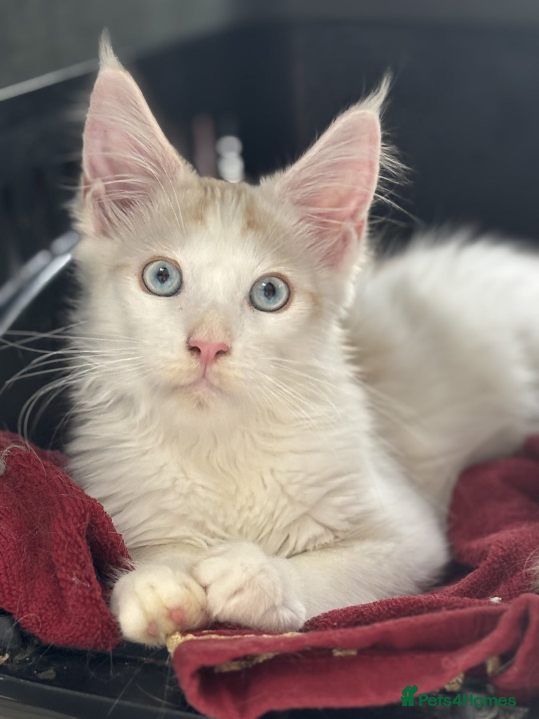 Maine Coon cats for sale: Maine Coon boy Blue Eyes very energetic Olivier - Image 4