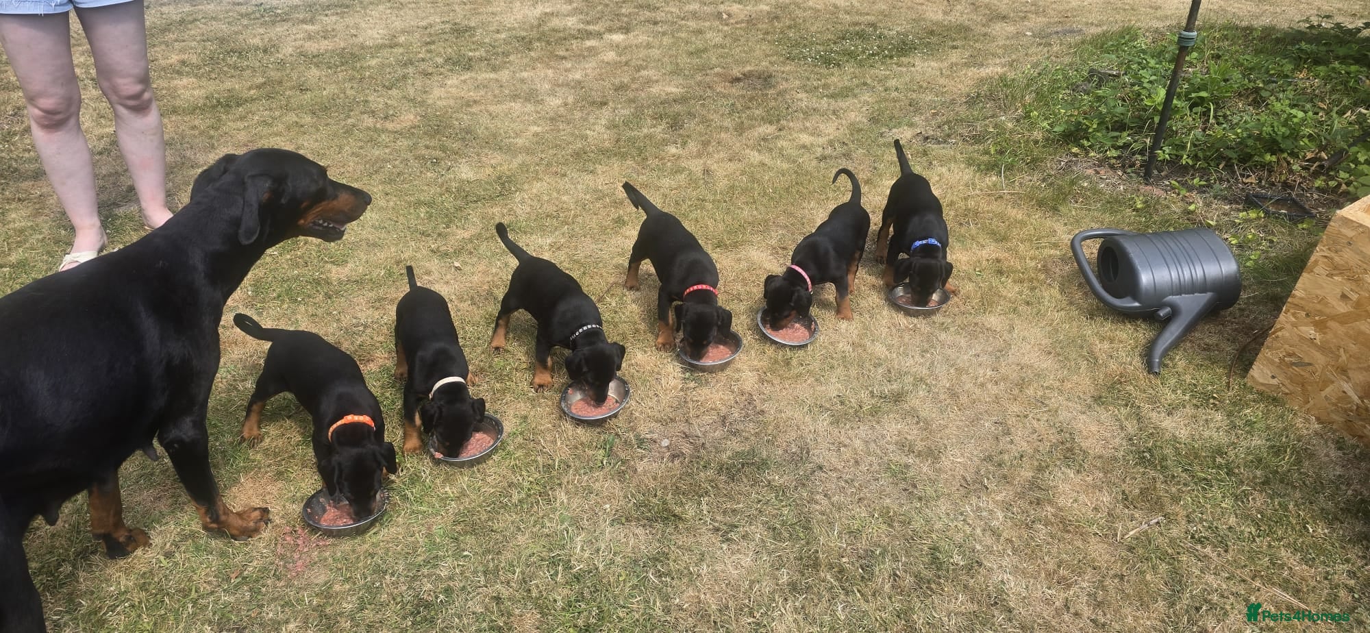 Dobermann dogs Naturally Bred Dobermann Puppies for Sale - Advert 2