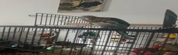 Parakeets birds for sale: 2 year old quacker parrot  in Southend-on-Sea - Advert 3