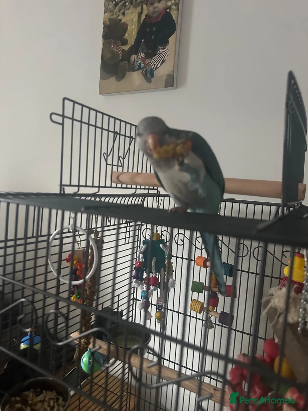 Parakeets birds for sale: 2 year old quacker parrot  in Southend-on-Sea - Advert 3