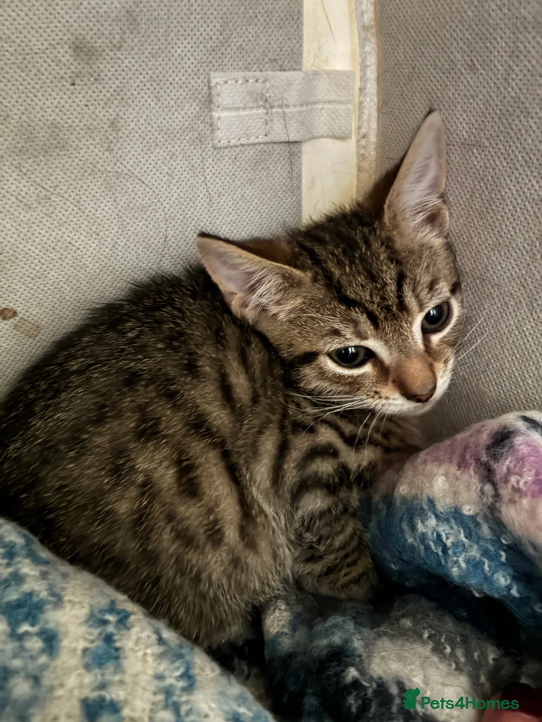 Mixed Breed cats for sale: Male kitten in North Shields - Advert 2