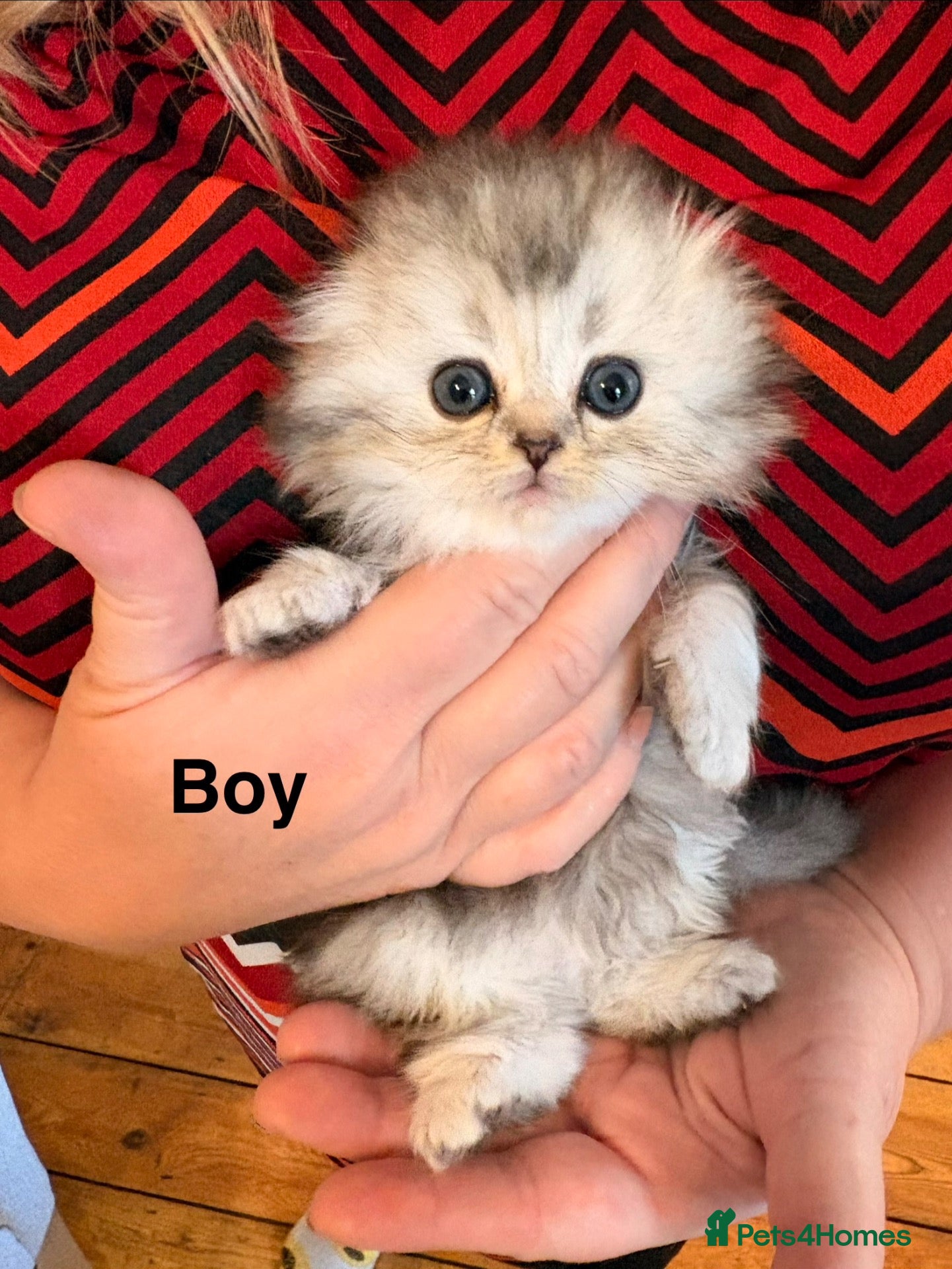 Scottish Fold cats 3 x Scottish fold kittens - pure bred  - Advert 15