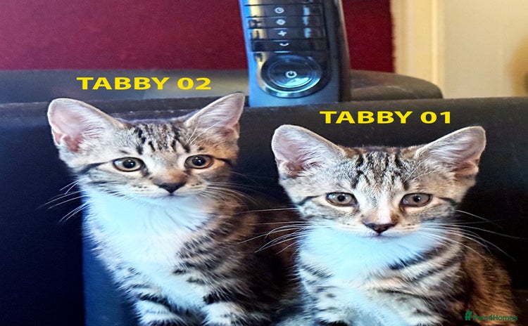 British Shorthair cats - Advert 2