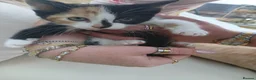 Mixed Breed cats for sale: One little calico girl left 💕 - Advert 8