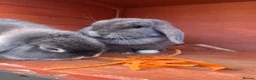 Mini Lop rabbits for sale: Beautiful Bonded Mini Lop Sisters – 1 Year Old in Macclesfield - Advert 6