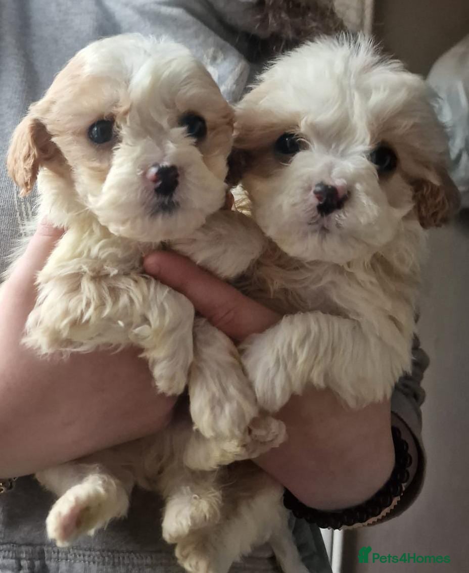 Cavapoo dogs Cavapoos  - Advert 1