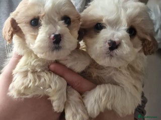 Cavapoo dogs Cavapoos - Advert 1