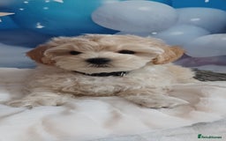 Maltipoo dogs for sale: LAST BOY LEFT F1 Apricot & Cream Toy Maltipoo Pups - Image 9