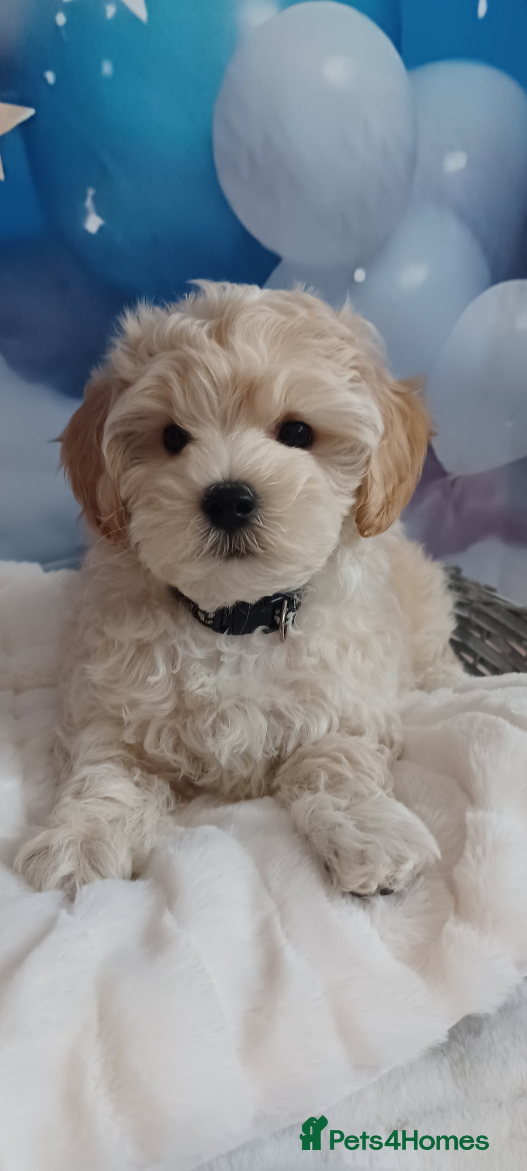 Maltipoo dogs for sale: LAST BOY LEFT F1 Apricot & Cream Toy Maltipoo Pups - Image 9