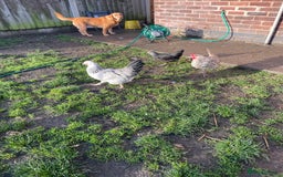 Hens poultry for sale: Mixed flock of back yard hens - Image 5