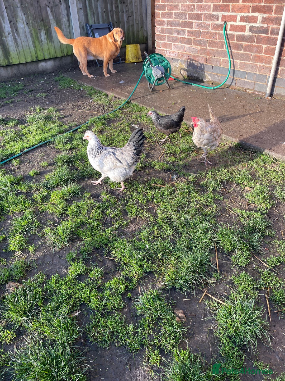 Hens poultry for sale: Mixed flock of back yard hens - Image 5