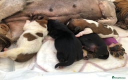 Shih Tzu dogs for stud: Handsome experienced KC registered stud dog in Cullompton - Image 11