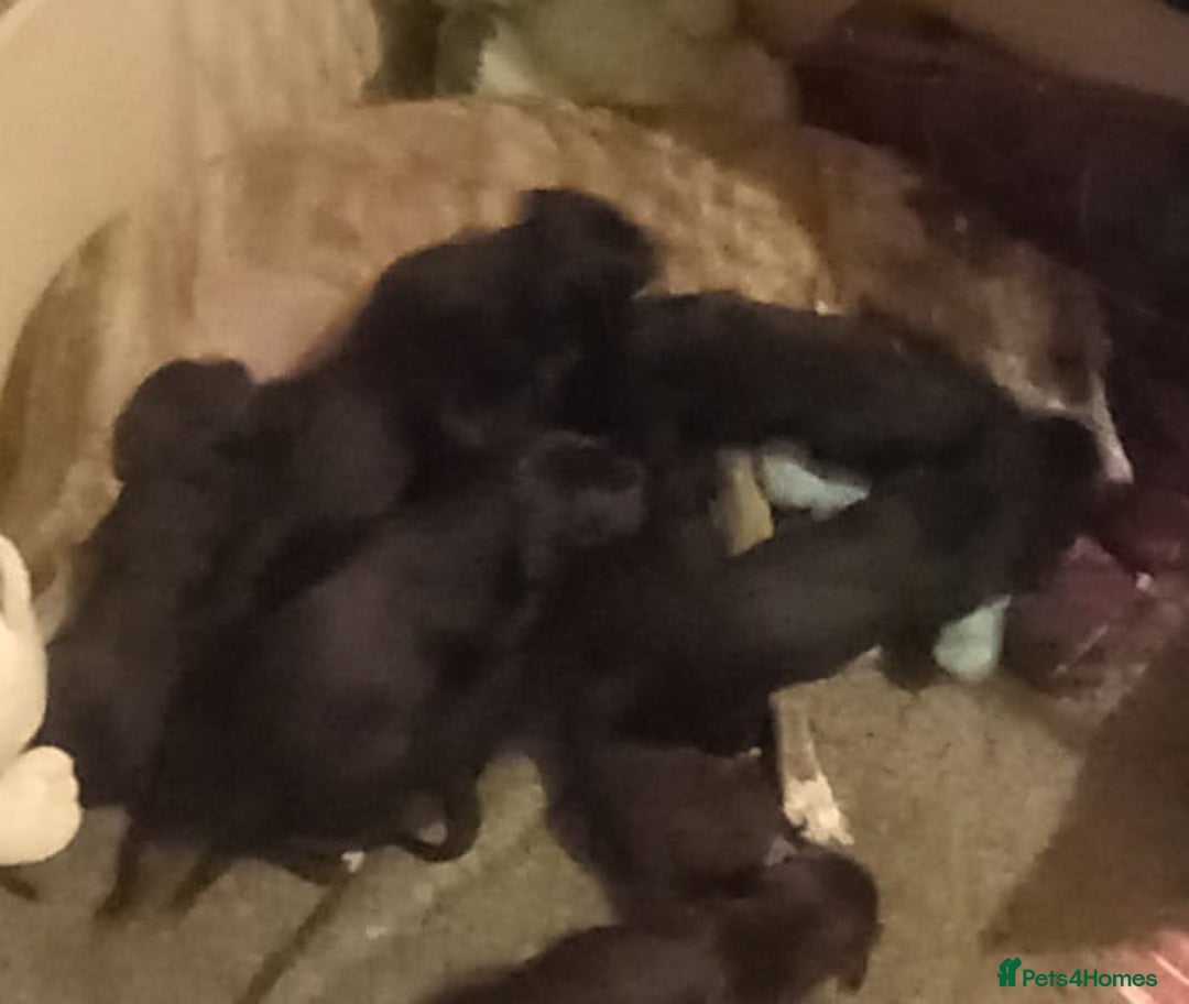 Mixed Breed dogs for sale: Gorgeous first cross Beddlington Whippet pups. - Advert 10