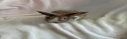 Harlequin rabbits for sale: English spot buck & harlequins  - Advert 5