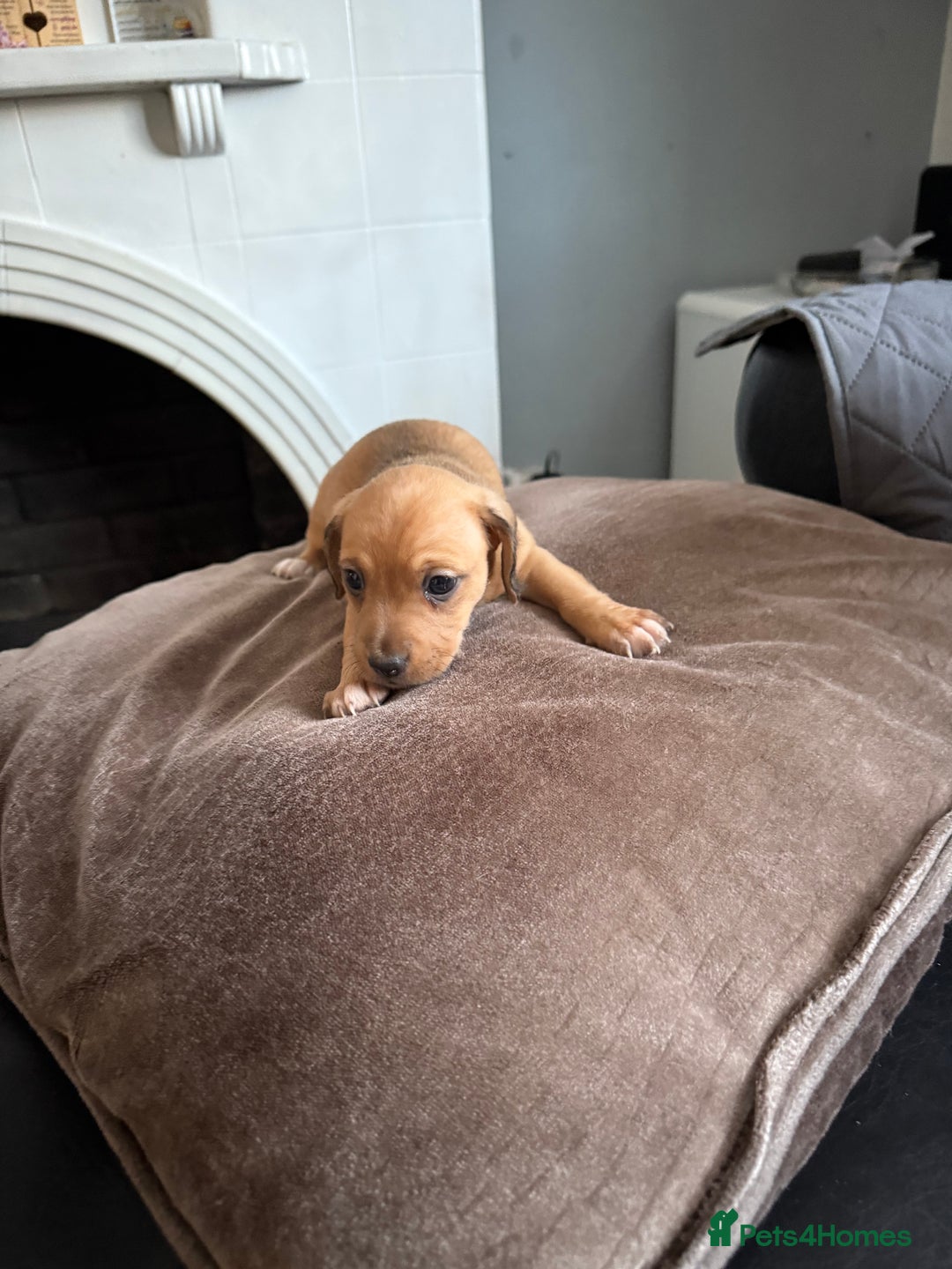 Mixed Breed dogs for sale: Doxiepoo 3/4 Daschund and 1/4 poodle - Advert 7