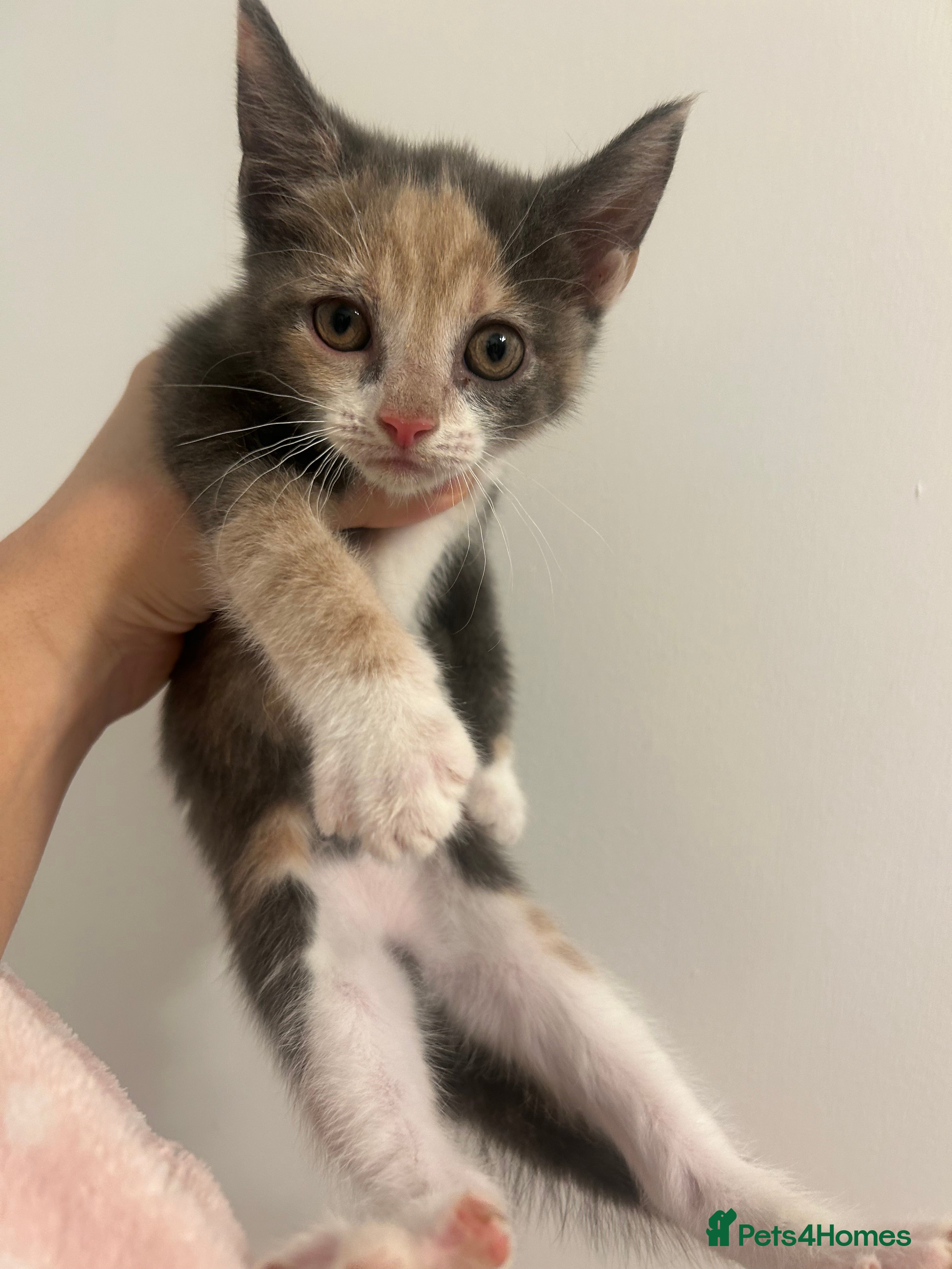 Mixed Breed cats 2 girl kittens left open to offers  - Advert 1