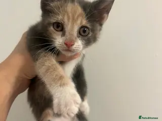 Mixed Breed cats 2 girl kittens left open to offers - Advert 1