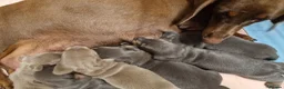 Dachshund dogs for sale: KC reg Standard Dachshund Puppies - Advert 1