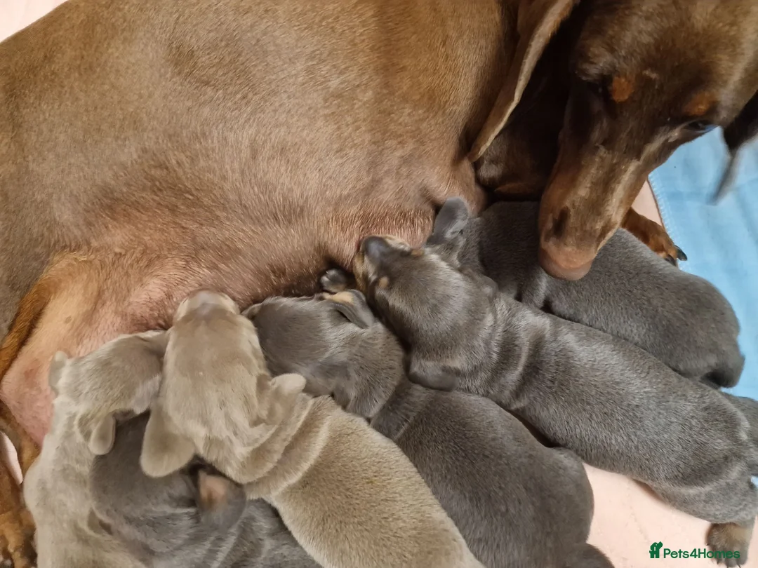 Dachshund dogs for sale: KC reg Standard Dachshund Puppies - Advert 1