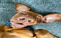 Hungarian Vizsla dogs for stud: Hungarian Vizsla Stud - Image 7