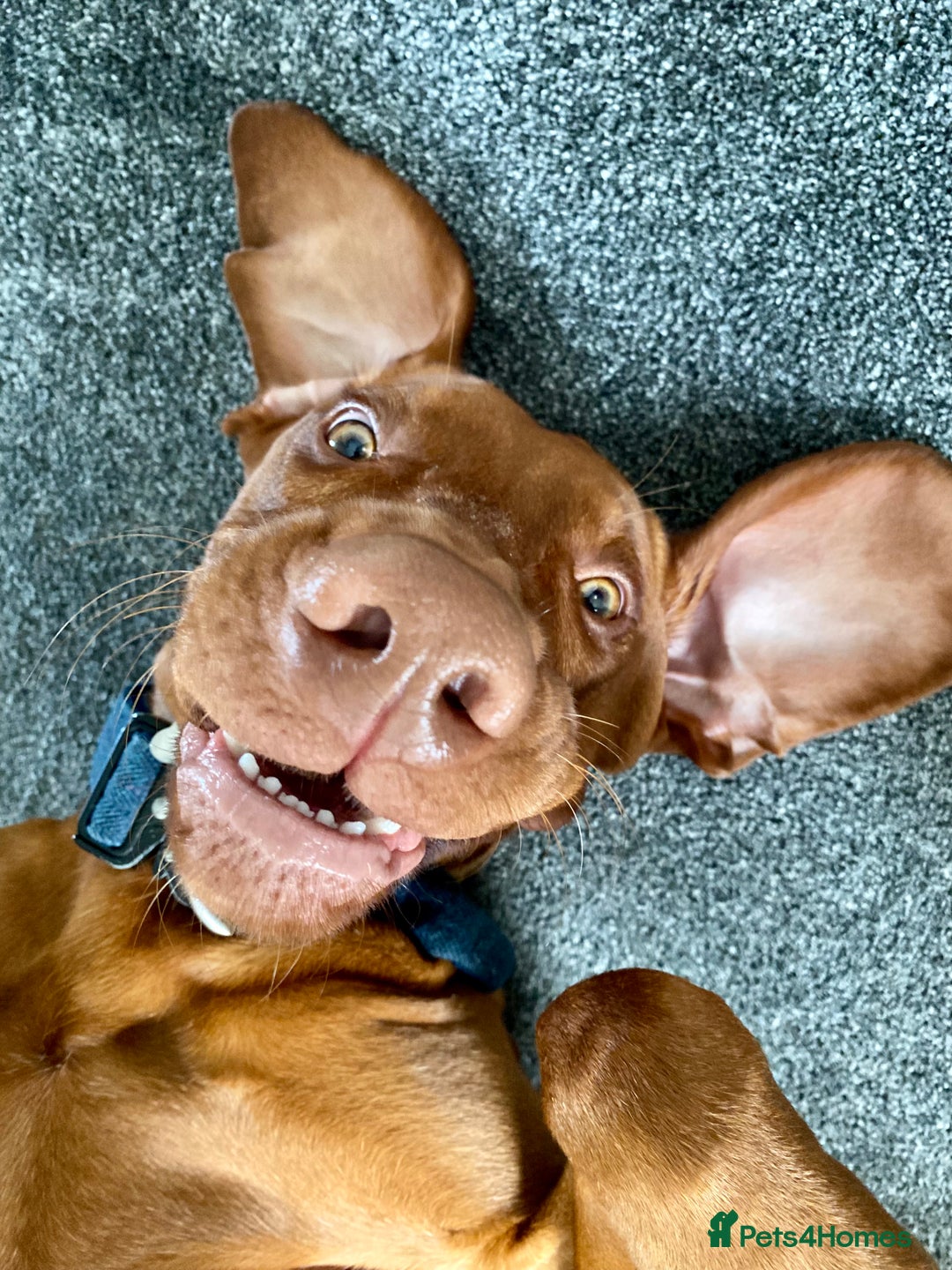 Hungarian Vizsla dogs for stud: Hungarian Vizsla Stud - Image 7