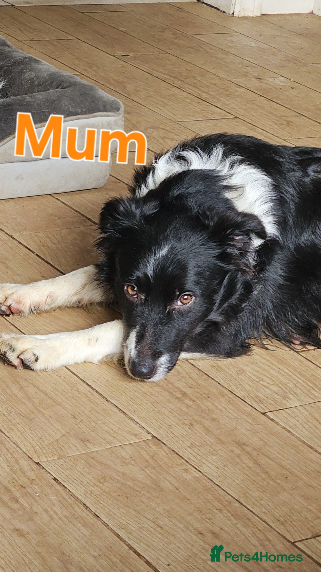 Border Collie dogs for sale: 6 Border collie pups - Advert 2