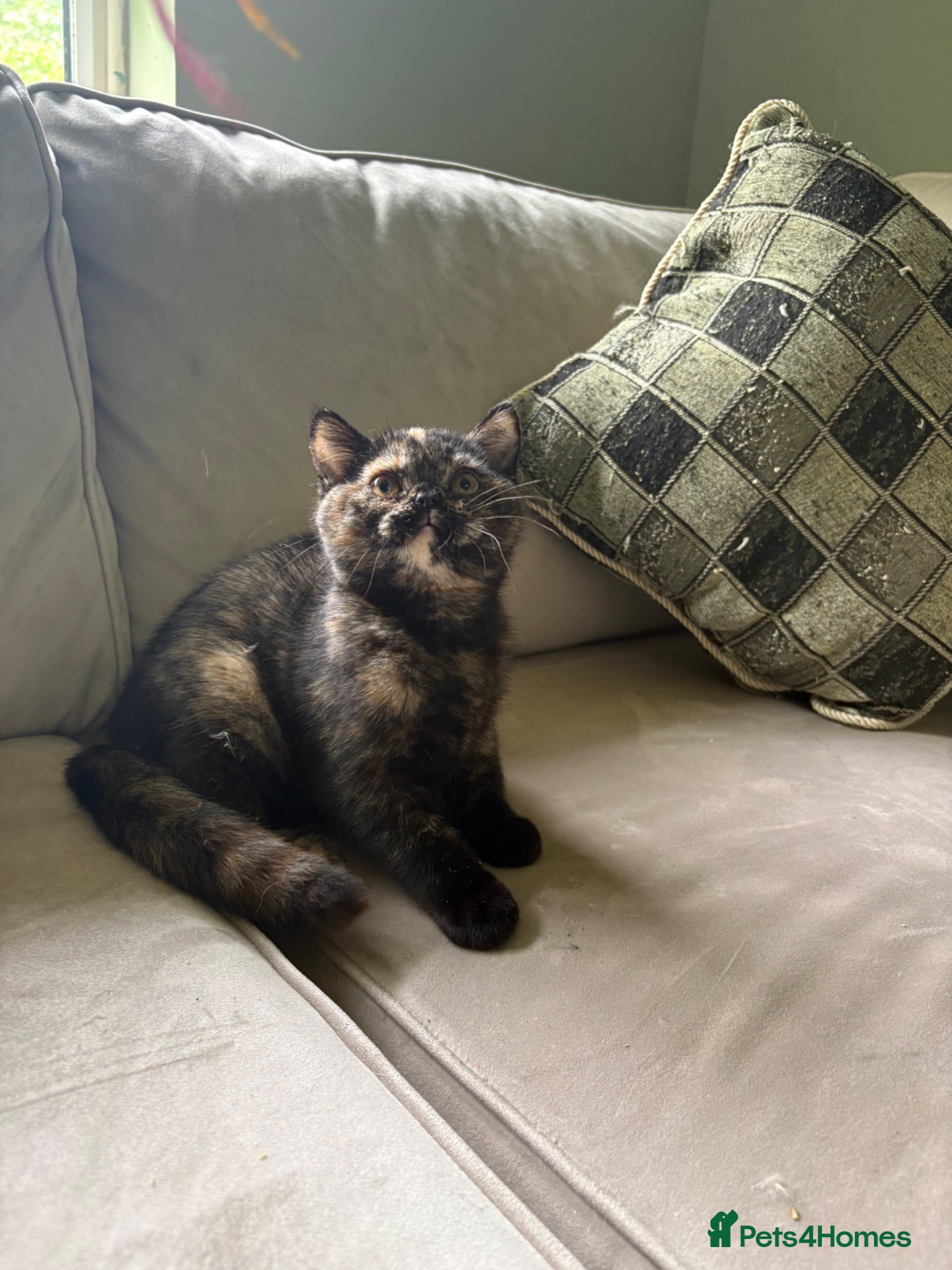 British Shorthair cats Ready now Tica Reg British shorthair  - Advert 15