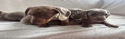 Miniature Dachshund dogs for sale: Miniature dachshund  - Advert 11