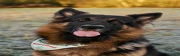 German Shepherd dogs for stud: Long haired german shepherd for stud - Advert 22