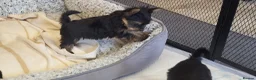 Yorkshire Terrier dogs for sale: Yorkshire Terrier puppies  from Licensed Breeder  - Advert 12