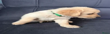 Golden Retriever 3