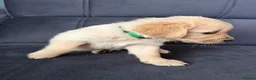 Golden Retriever dogs for sale: Golden Retriever puppies  in Derby - Advert 18