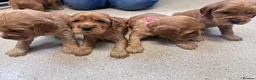 Cocker Spaniel dogs for sale: Cocker spaniel puppies  - Advert 21