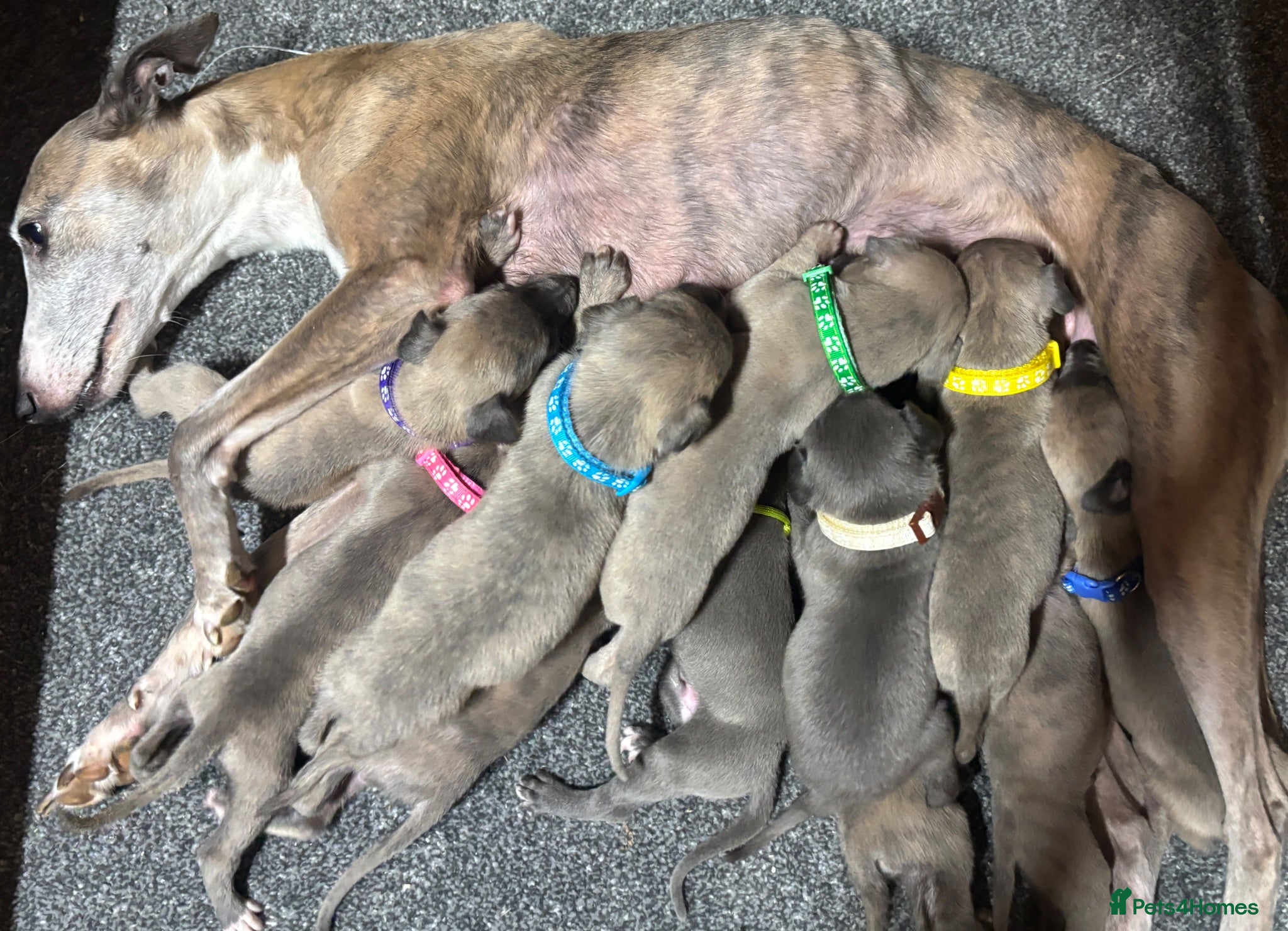 Whippet dogs KC Registered Whippet Puppies - Advert 1