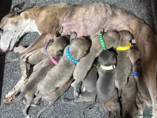 Whippet dogs KC Registered Whippet Puppies - Advert 5
